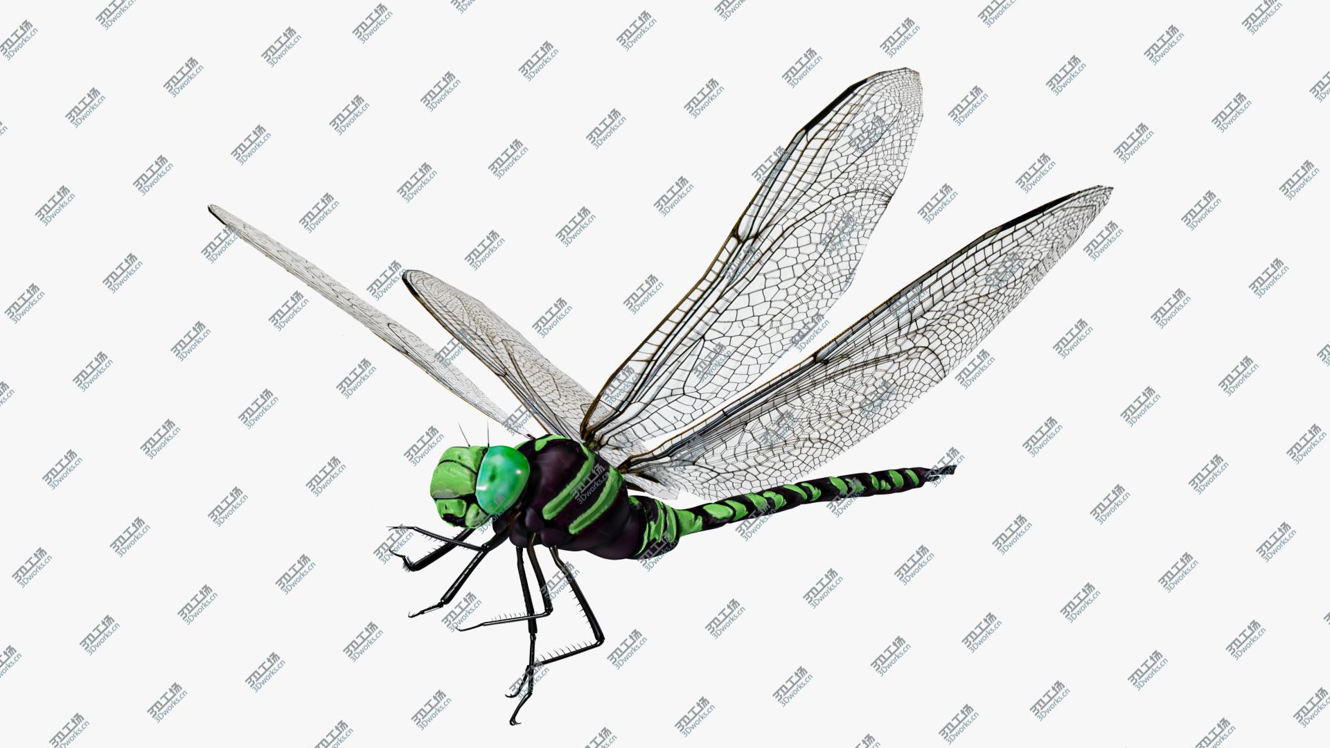 images/goods_img/202104093/Green  Aeshna dragonfly 3D model/1.jpg